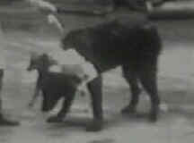 Two Headed Dog